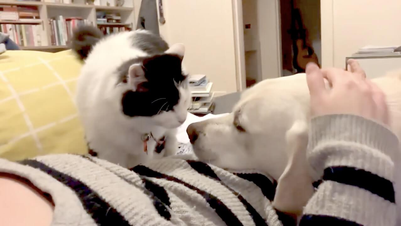 ラブラドールレトリーバー,動画