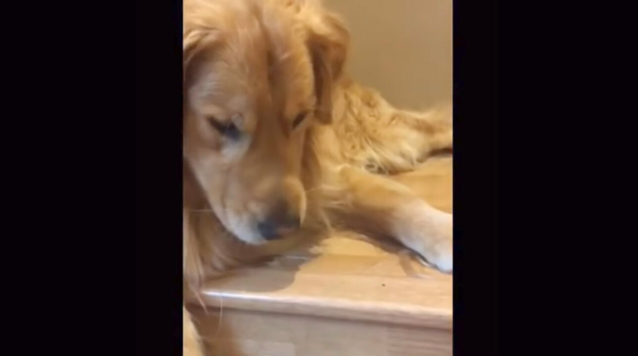ゴールデンレトリーバー,動画