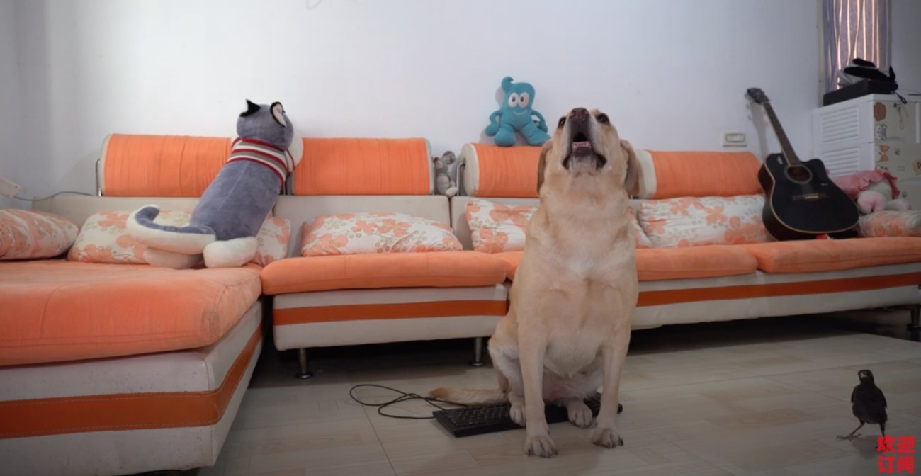 ラブラドールレトリーバー,動画