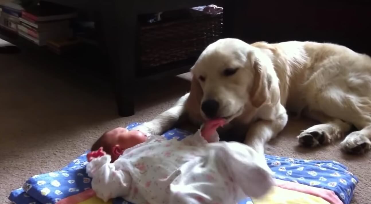 ゴールデンレトリーバー,動画