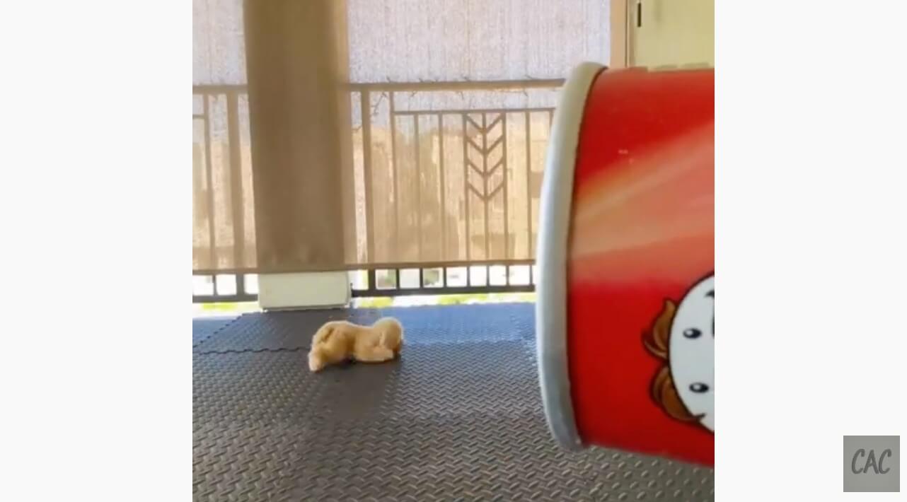 ゴールデンレトリーバー,動画