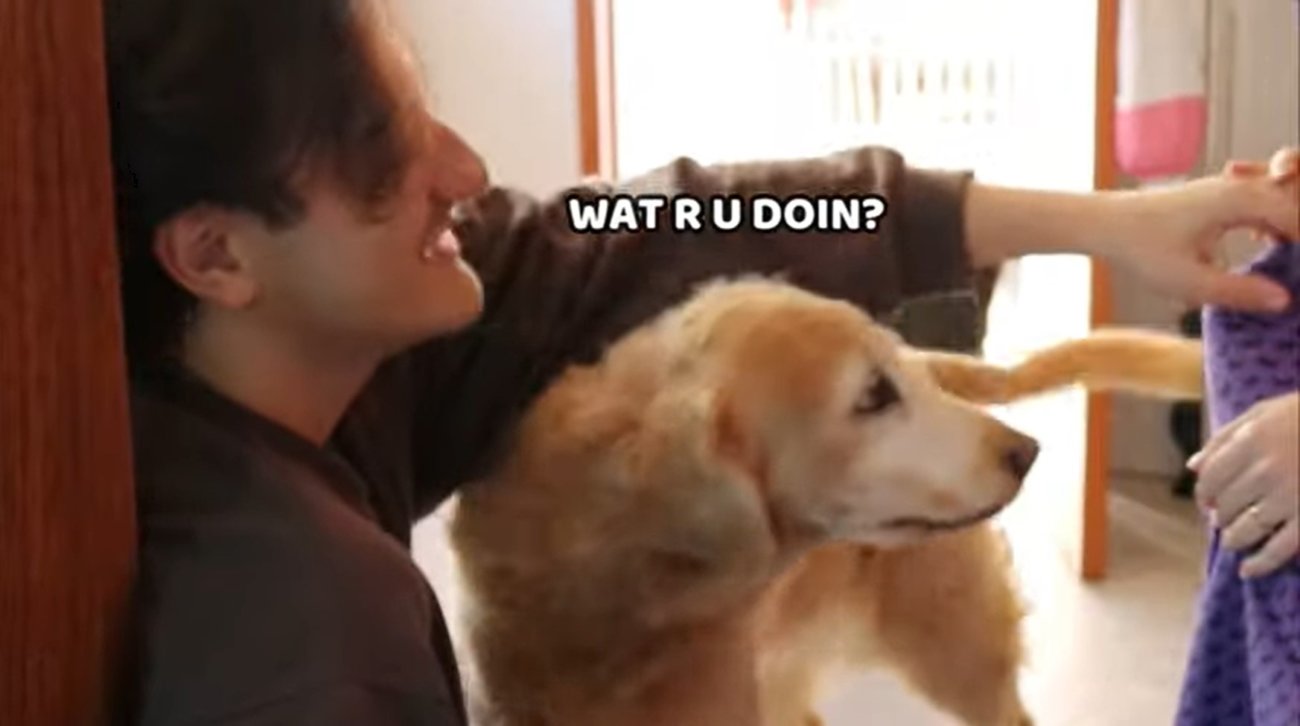 ゴールデンレトリーバー,動画