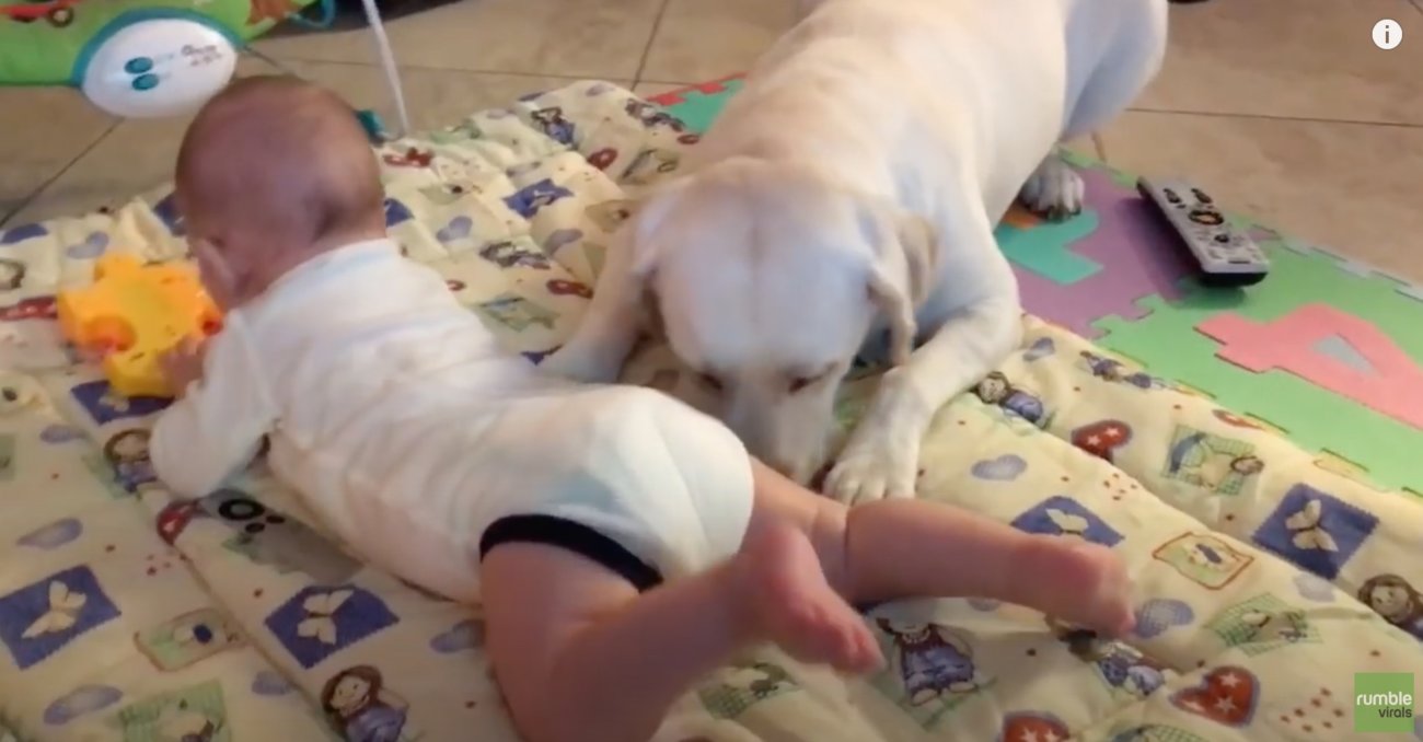 ラブラドールレトリーバー,動画