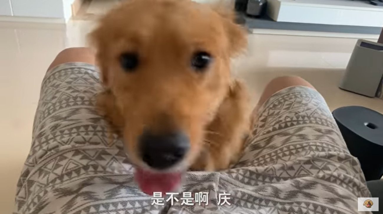 ゴールデンレトリーバー,動画