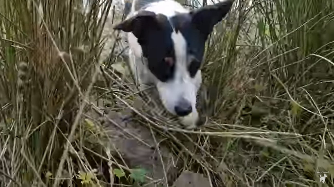 ゴールデンレトリーバー,動画