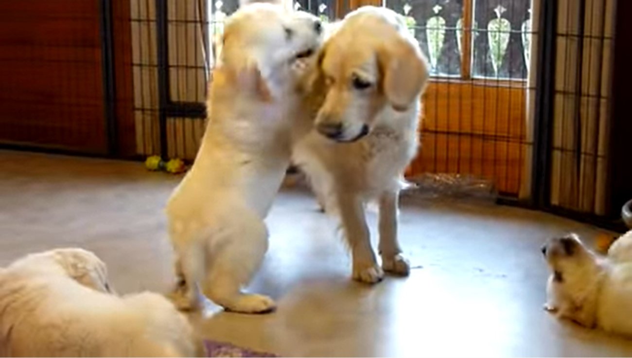 ゴールデンレトリーバー,動画