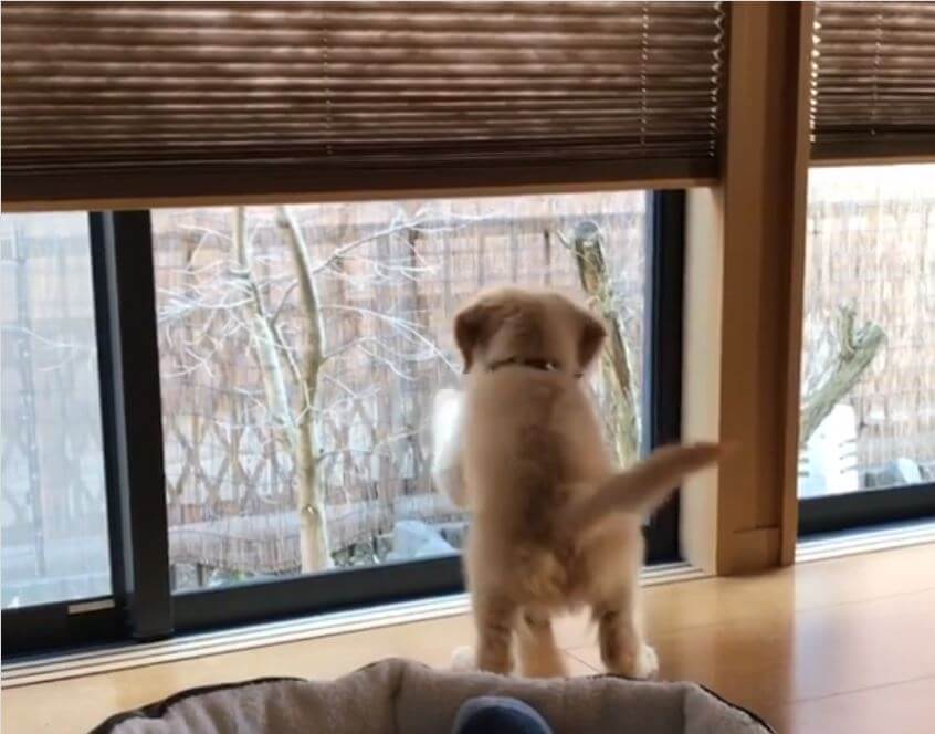 ゴールデンレトリーバー,動画