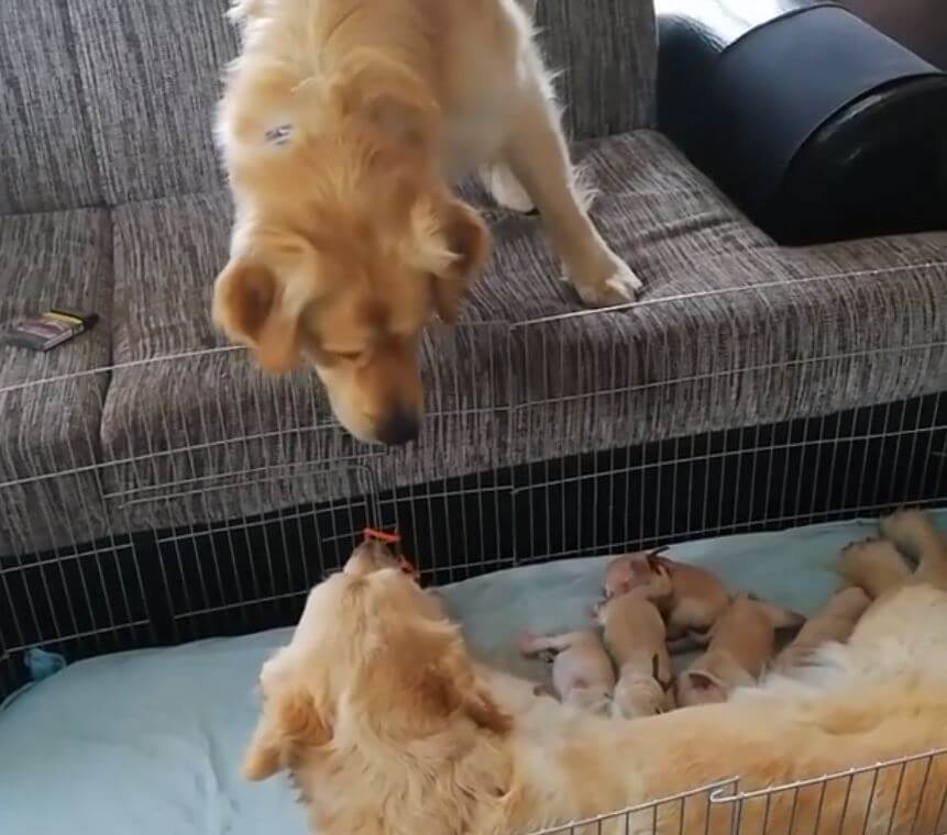 ゴールデンレトリーバー,動画