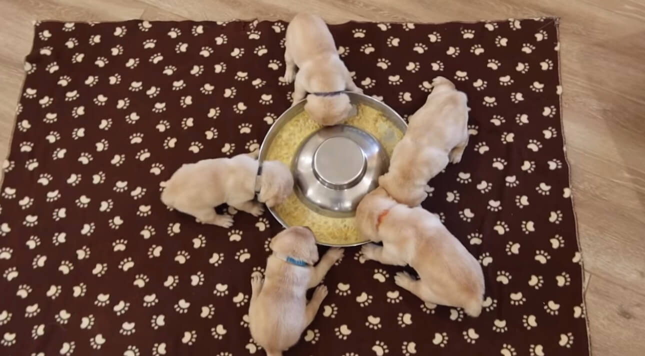 ラブラドールレトリーバー,動画