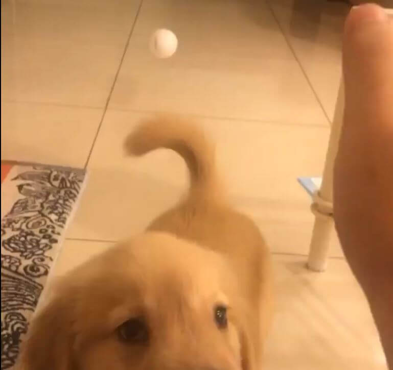 ゴールデンレトリーバー,動画