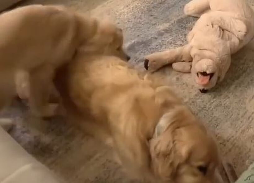 ゴールデンレトリーバー,動画