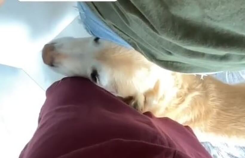 ゴールデンレトリーバー,動画