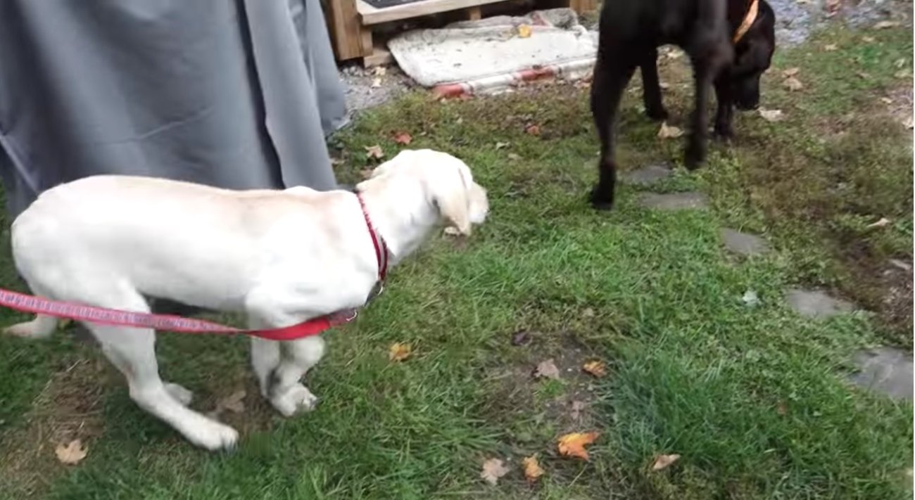 ラブラドールレトリーバー,動画