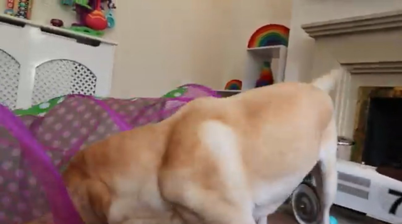 ラブラドールレトリーバー,動画