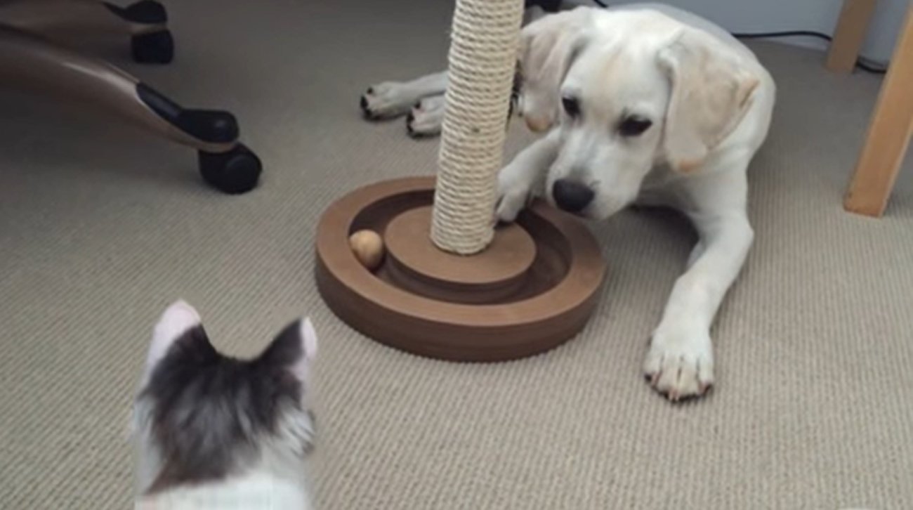 ラブラドールレトリーバー,動画