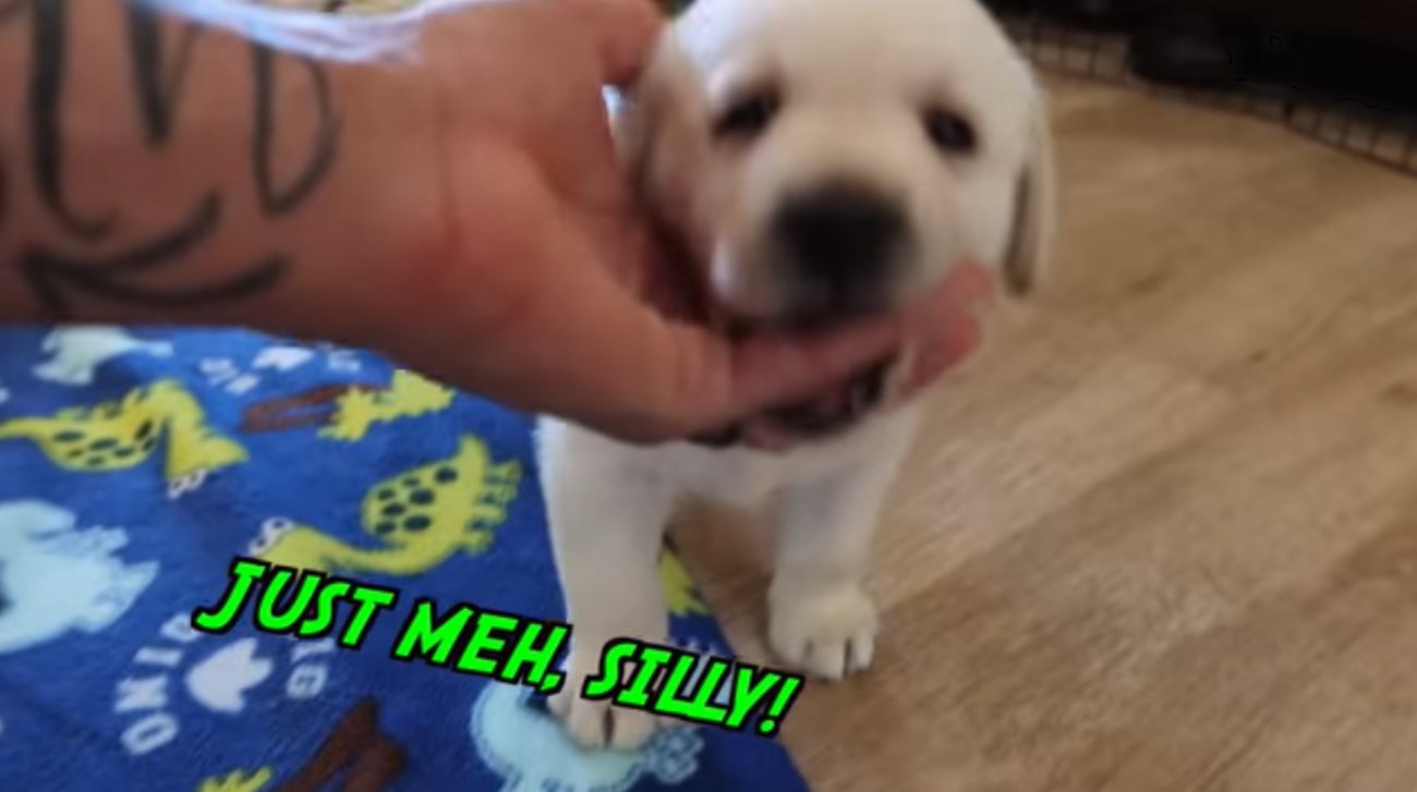 ラブラドールレトリーバー,動画