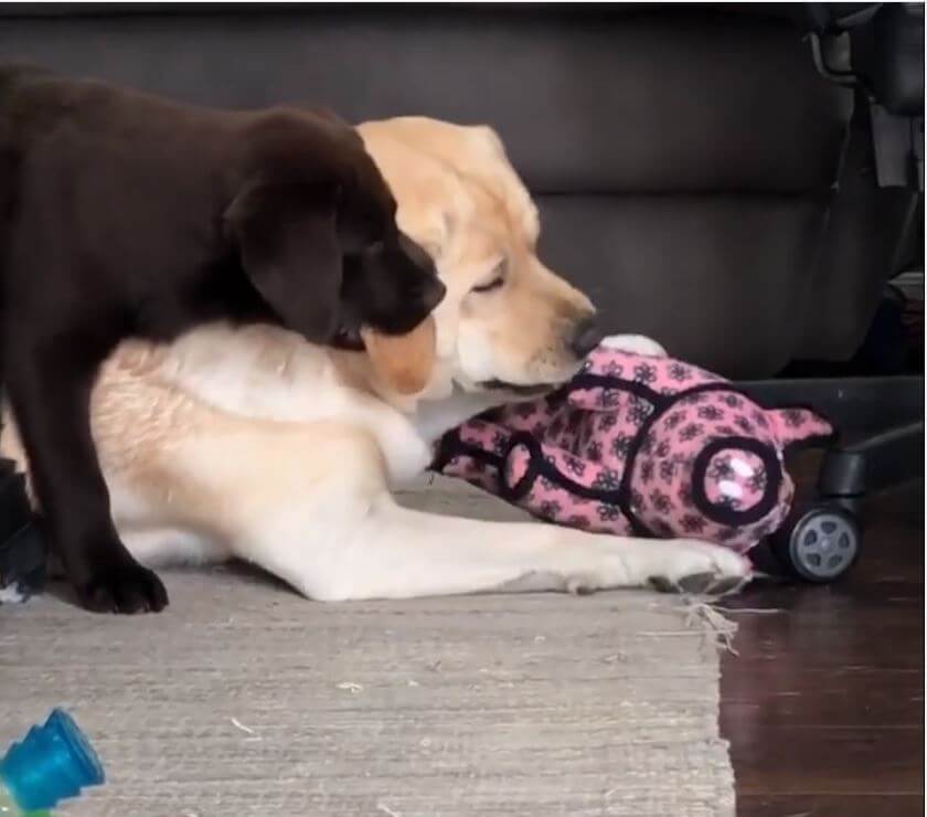 ラブラドールレトリーバー,動画