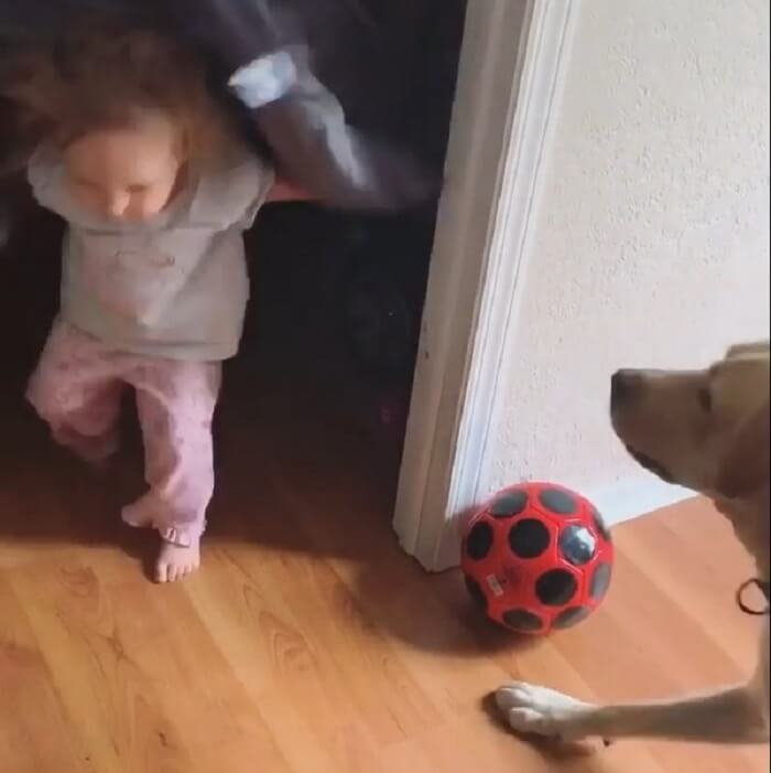 ラブラドールレトリーバー,動画