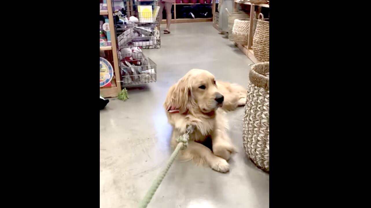 ゴールデンレトリーバー,動画