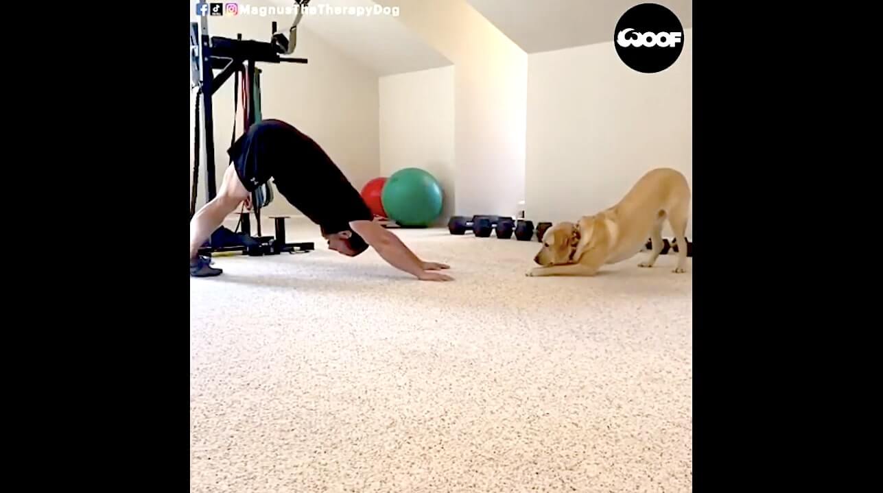 ラブラドールレトリーバー,動画