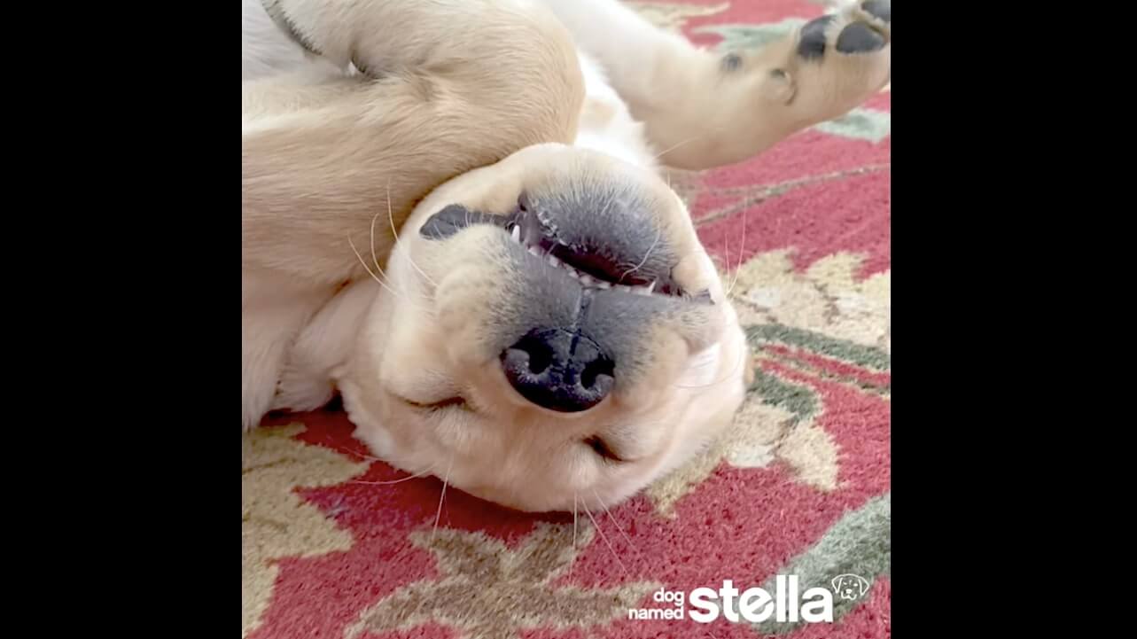 ラブラドールレトリーバー,動画