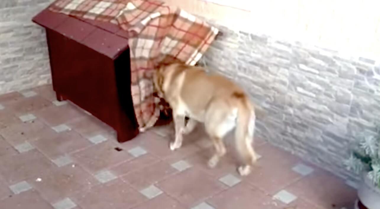 ラブラドールレトリーバー,動画