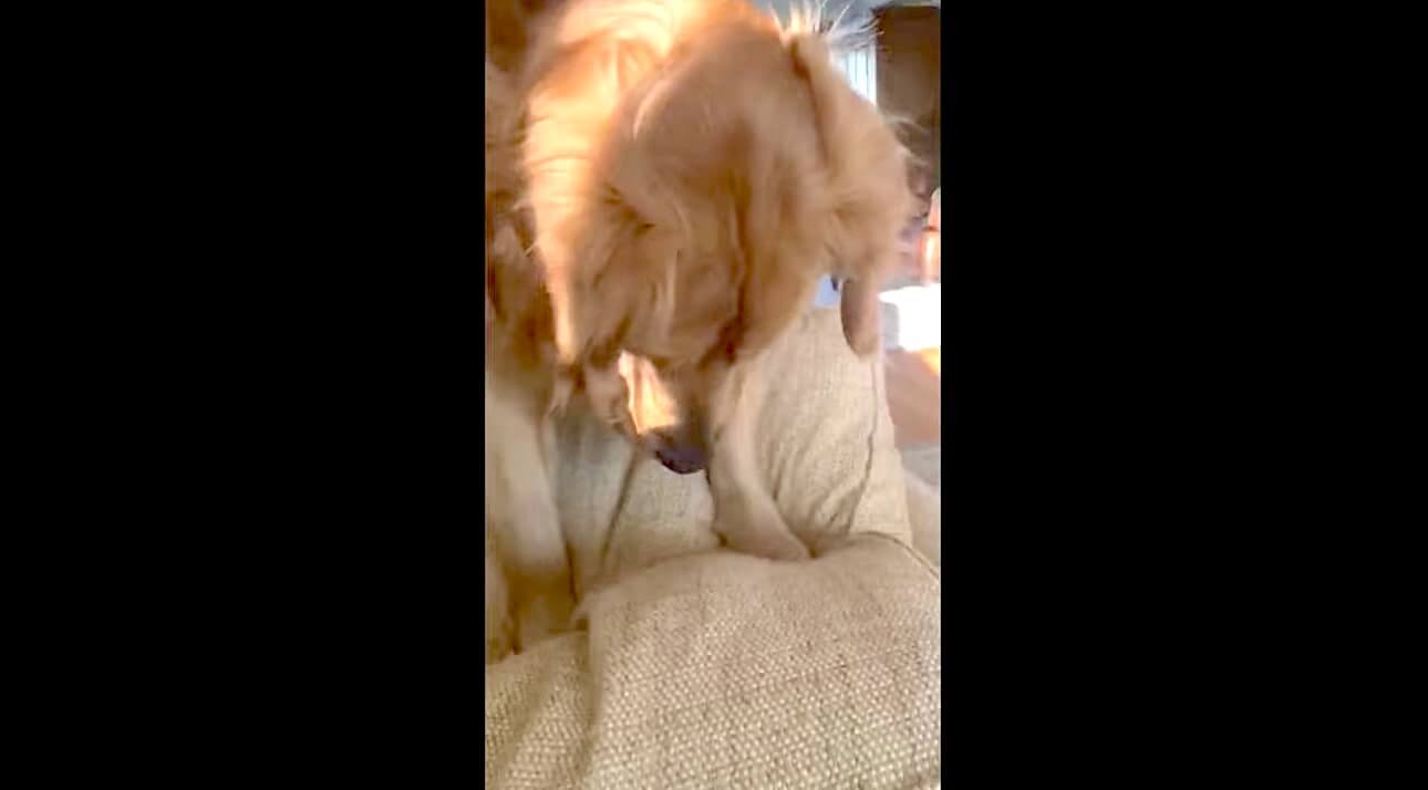 ゴールデンレトリーバー,動画