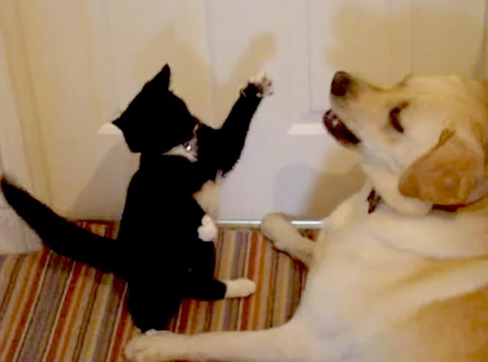 ラブラドールレトリーバー,動画