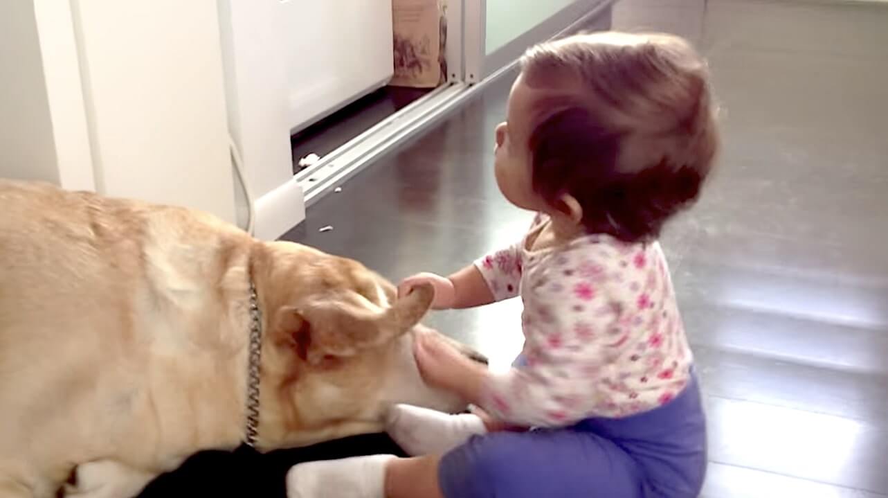 ラブラドールレトリーバー,動画