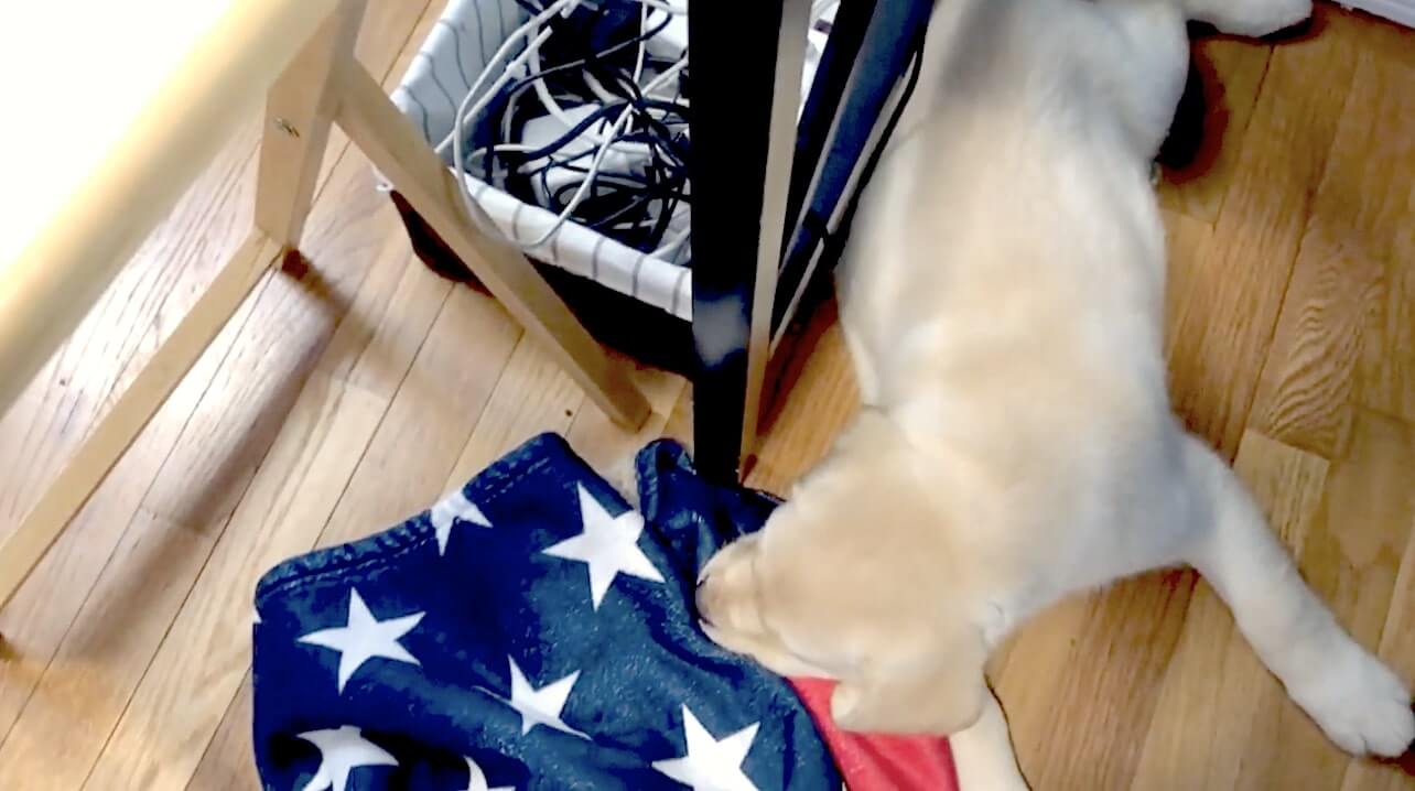 ラブラドールレトリーバー,動画