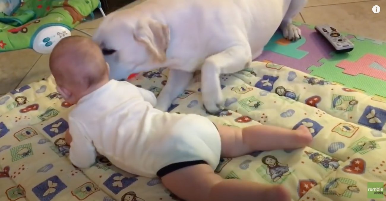 ラブラドールレトリーバー,動画