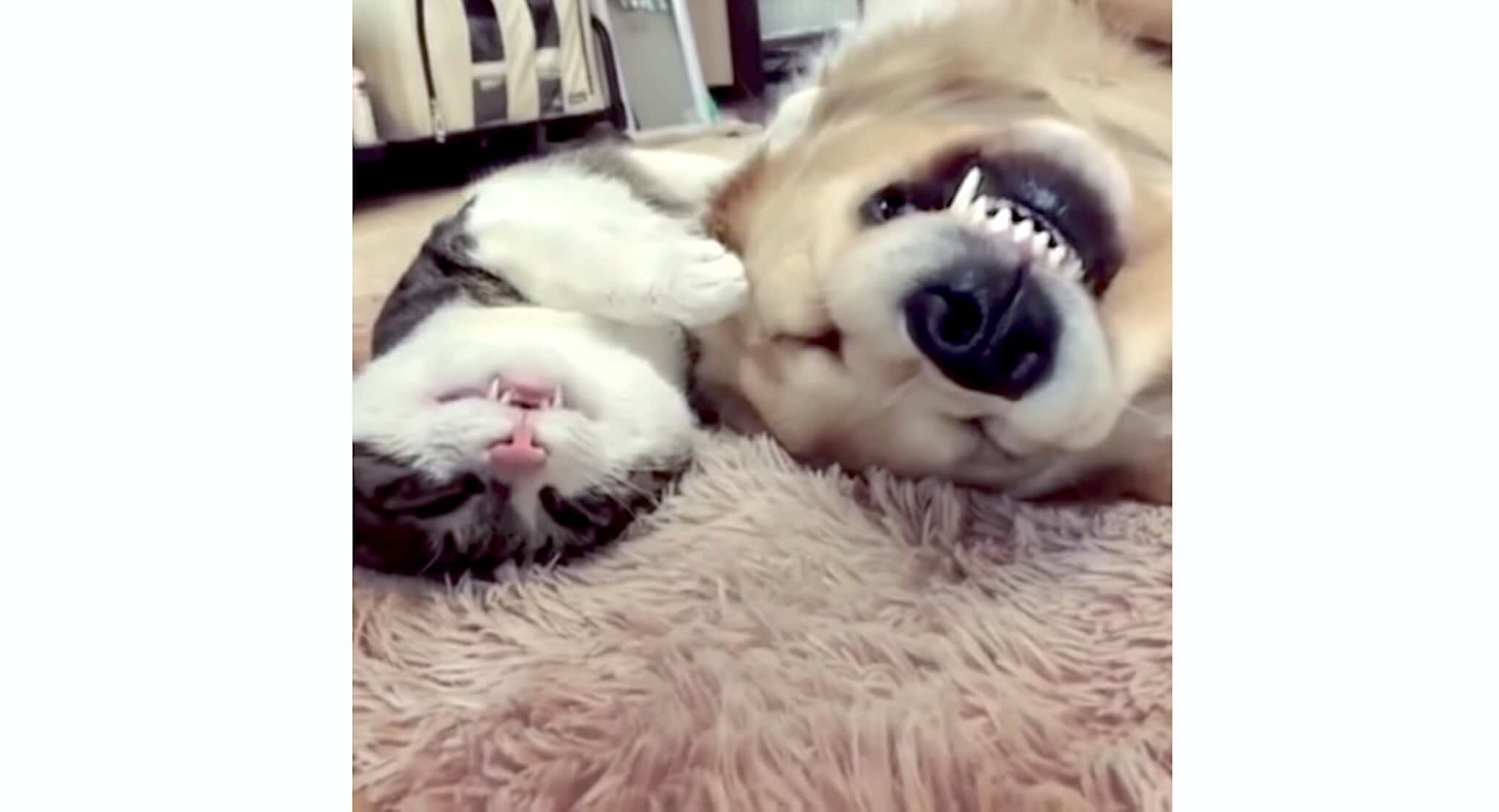 ゴールデンレトリーバー,動画