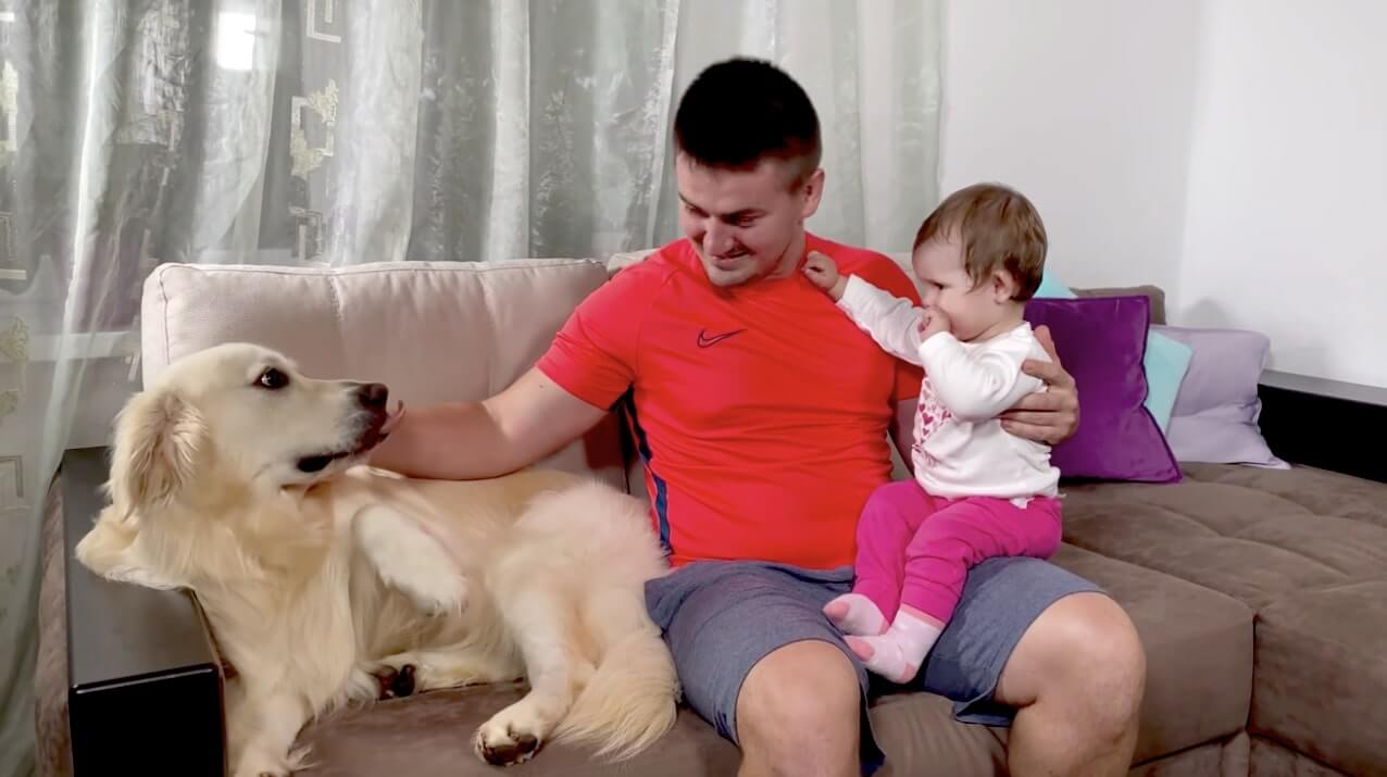 ゴールデンレトリーバー,動画