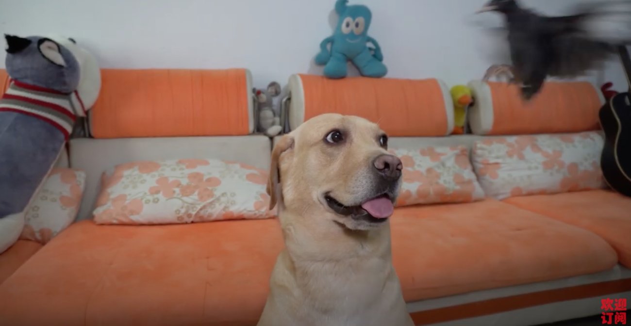 ラブラドールレトリーバー,動画