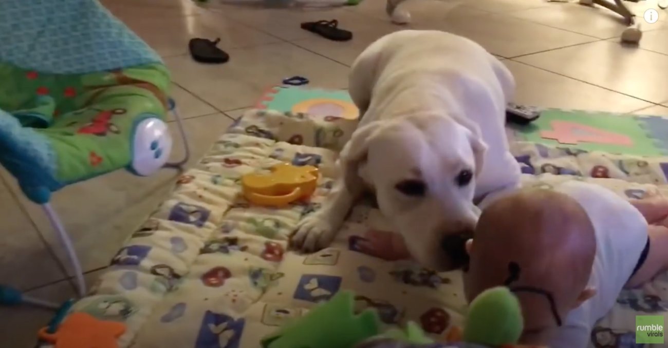 ラブラドールレトリーバー,動画