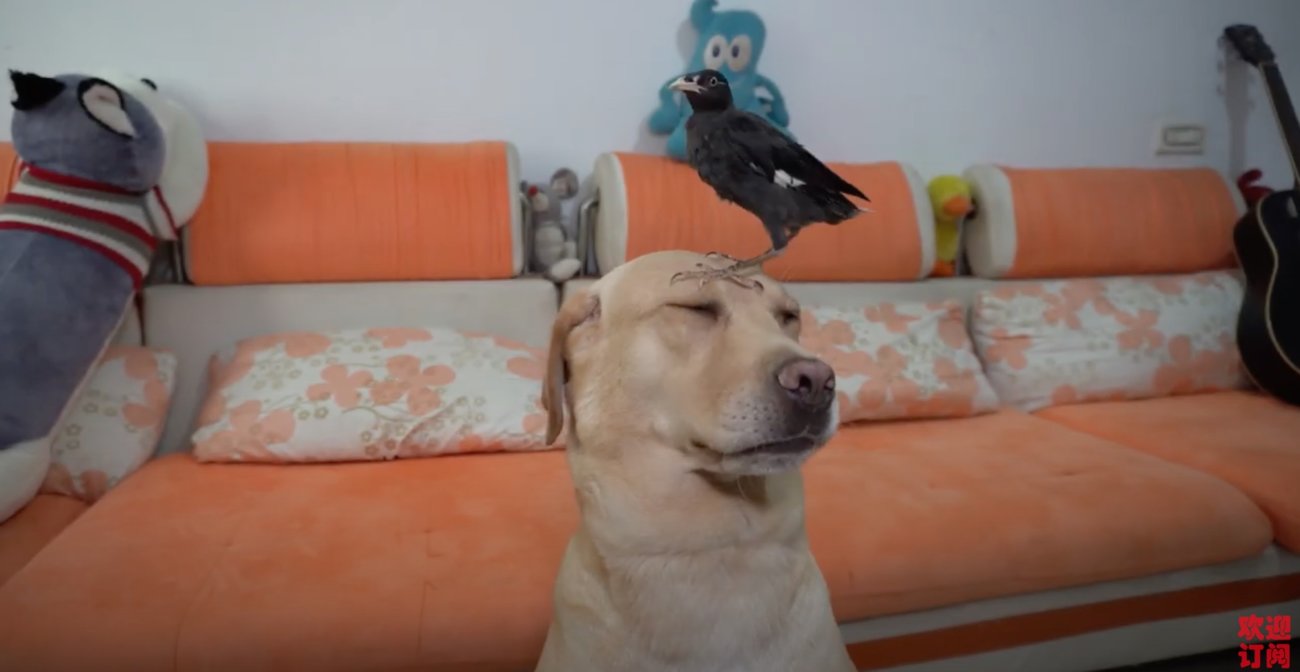 ラブラドールレトリーバー,動画