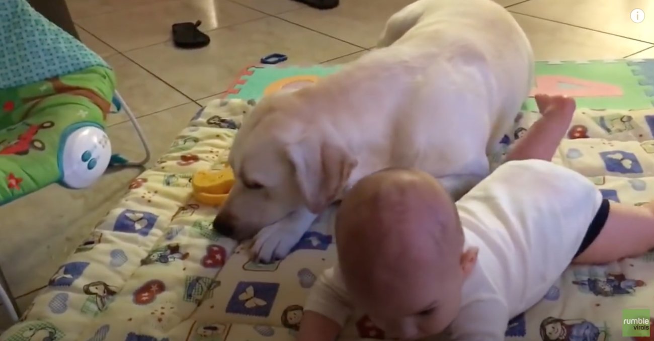 ラブラドールレトリーバー,動画