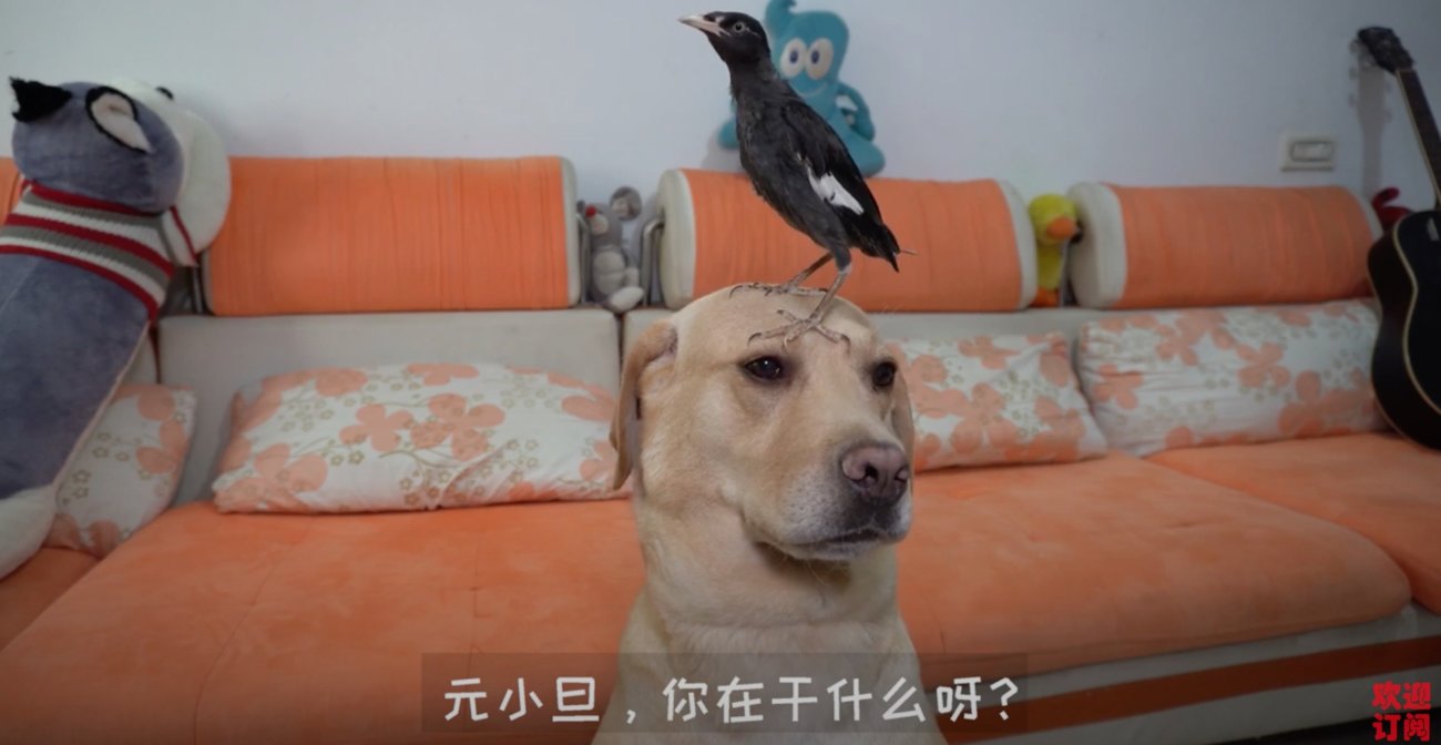 ラブラドールレトリーバー,動画