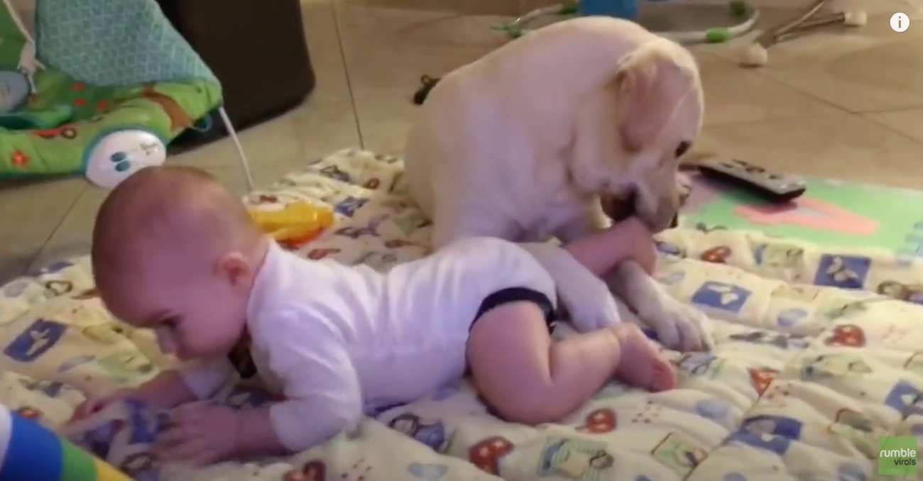 ラブラドールレトリーバー,動画