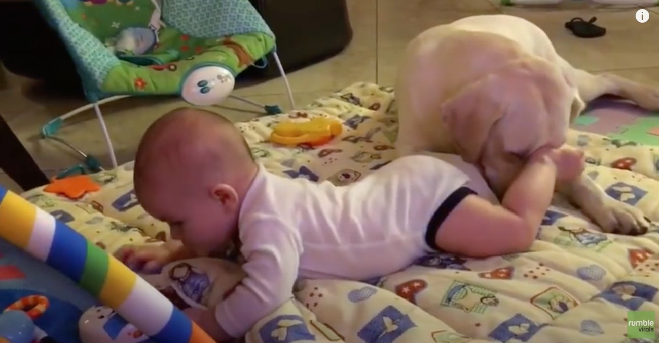 ラブラドールレトリーバー,動画