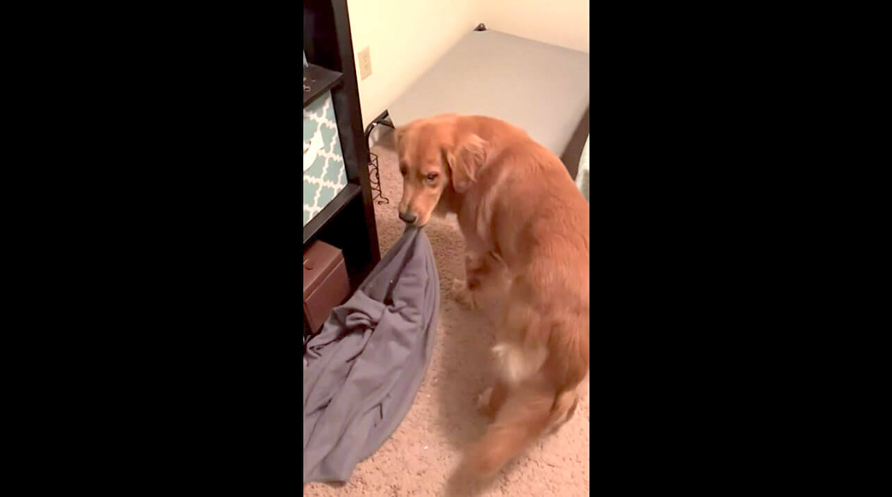 ゴールデンレトリーバー,動画