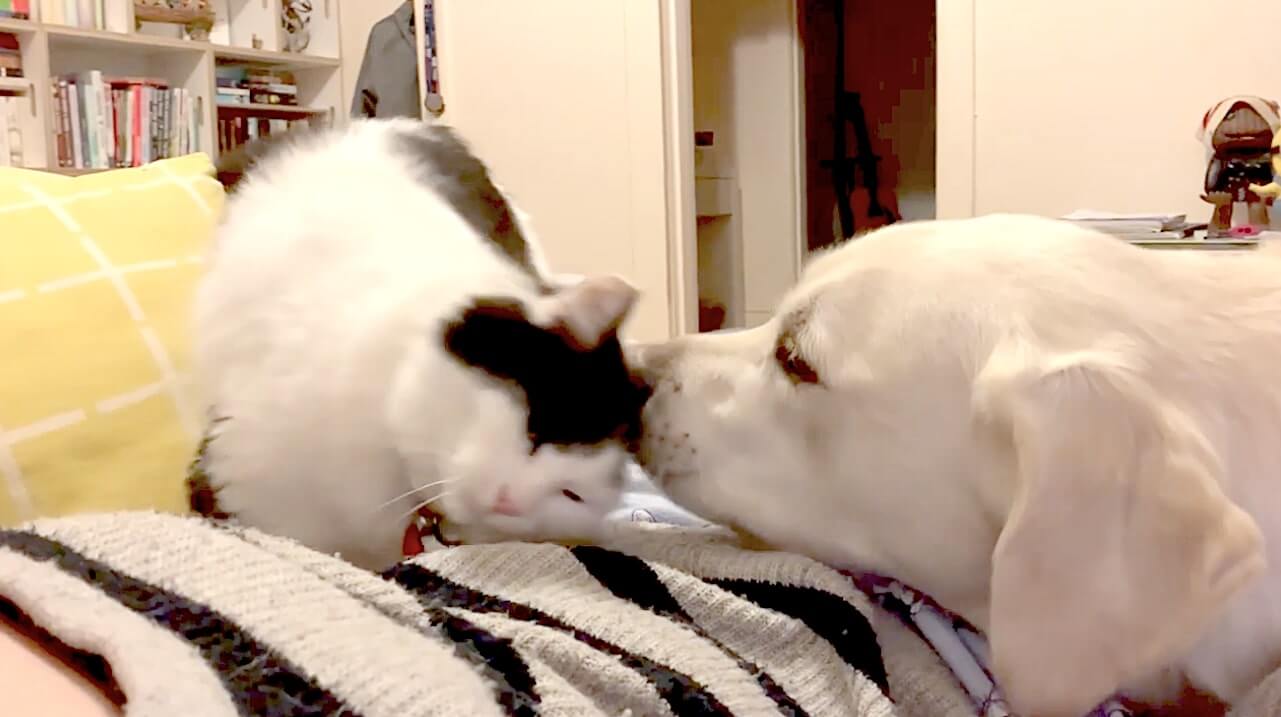 ラブラドールレトリーバー,動画