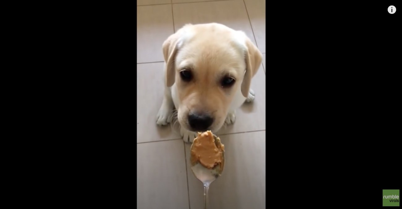 ラブラドールレトリーバー,動画