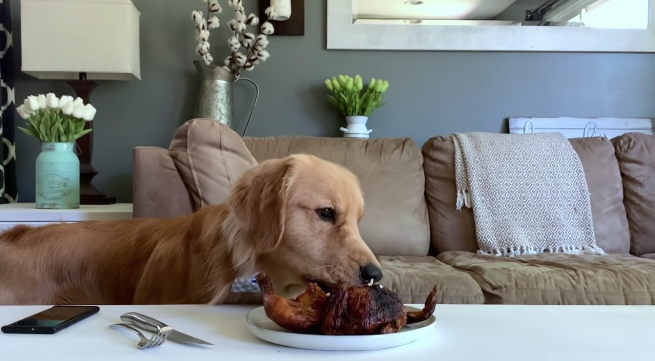 ゴールデンレトリーバー,動画