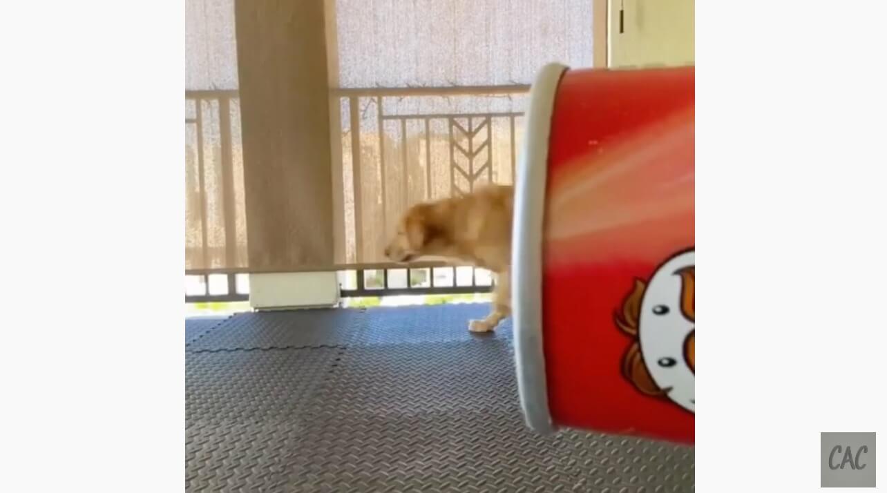 ゴールデンレトリーバー,動画