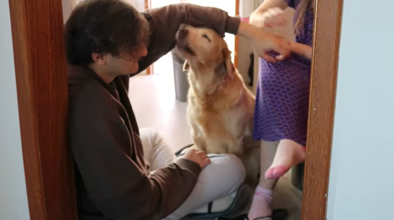 ゴールデンレトリーバー,動画