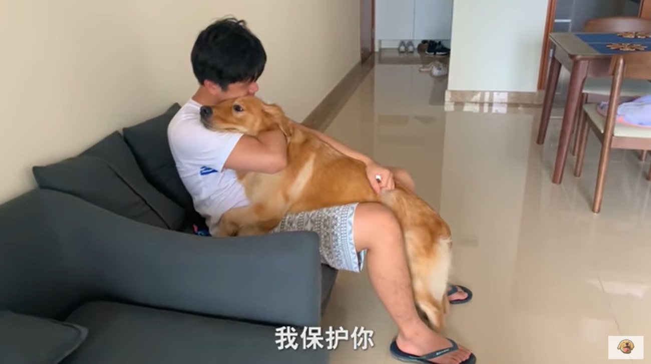 ゴールデンレトリーバー,動画