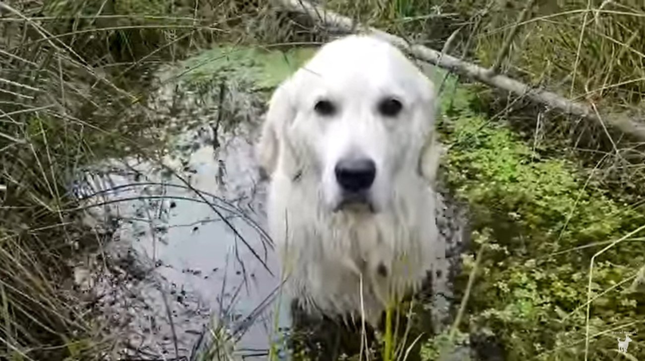 ゴールデンレトリーバー,動画