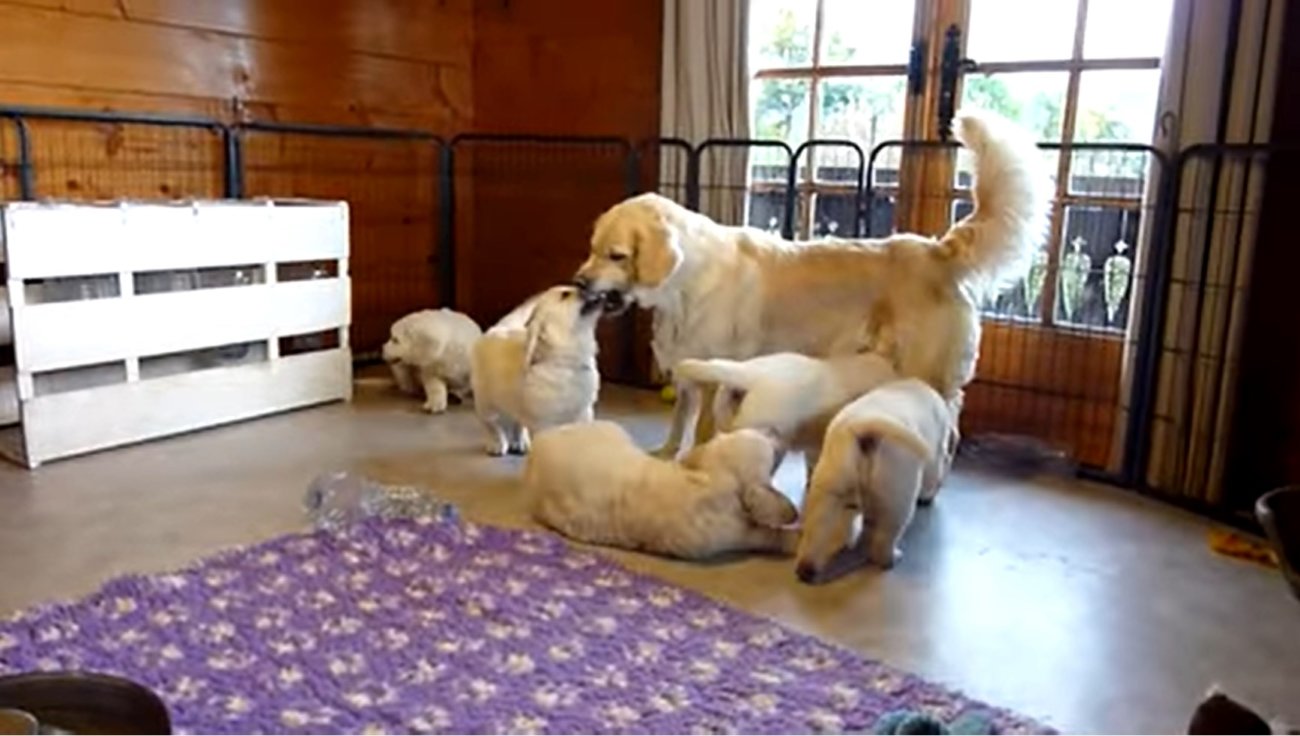 ゴールデンレトリーバー,動画