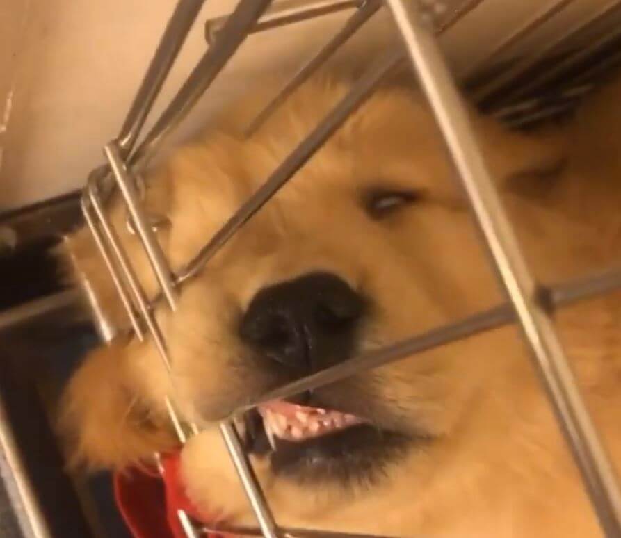 ゴールデンレトリーバー,動画